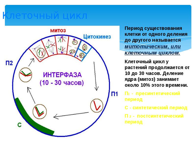 Митотический цикл. Клеточный цикл период существования клетки. Характеристика периодов митотического цикла. Период жизни клетки от деления до деления. Функции клеточного цикла.