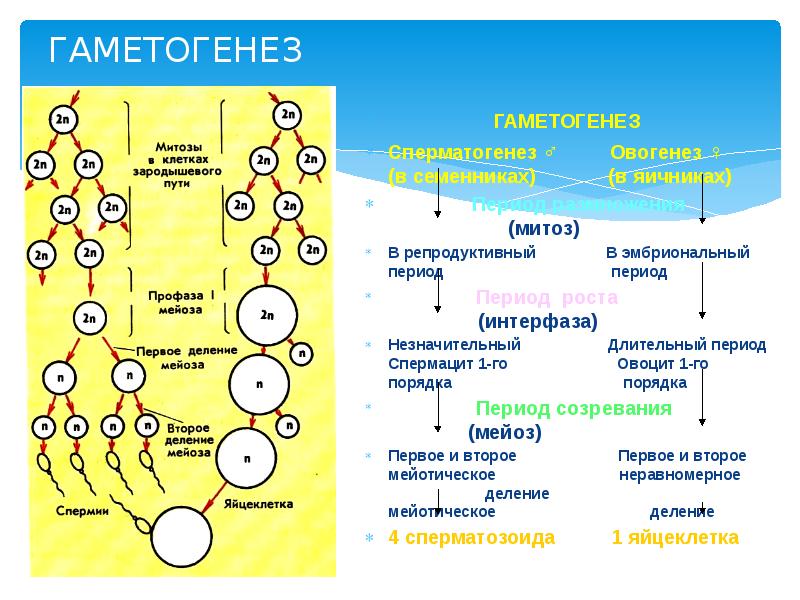 Схема гаметогенез у человека