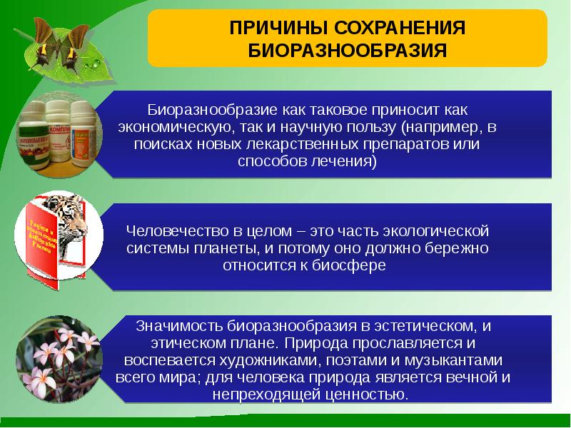 Сохранение многообразия видов как основа устойчивого развития биосферы презентация 11 класс