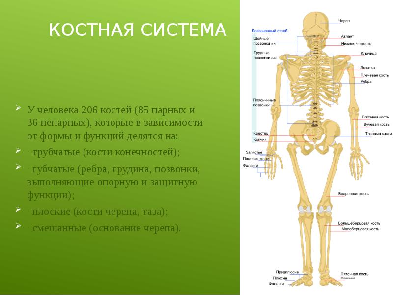 Проект кости человека