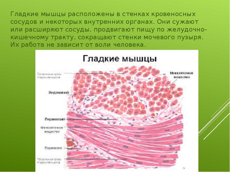 Работа гладких мышц. Гладкая мышечная ткань гистология. Гладкая мышечная ткань мочевого пузыря гистология. Гладкие мышцы. Гладкие мышцы внутренних органов.