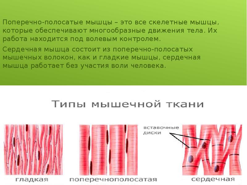 Полосатых мышц. Мышечная ткань поперечно полостная. Полосатых мышц. Полосатых мышц. Полосатых мышц.