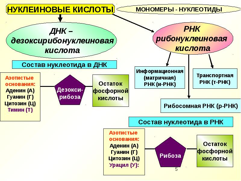 Проекты 10 класс биология