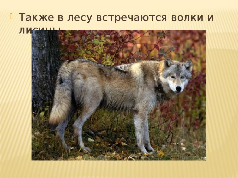 Где волк. Описание волка в лесу. Волк отомстил но отомстил без крови.