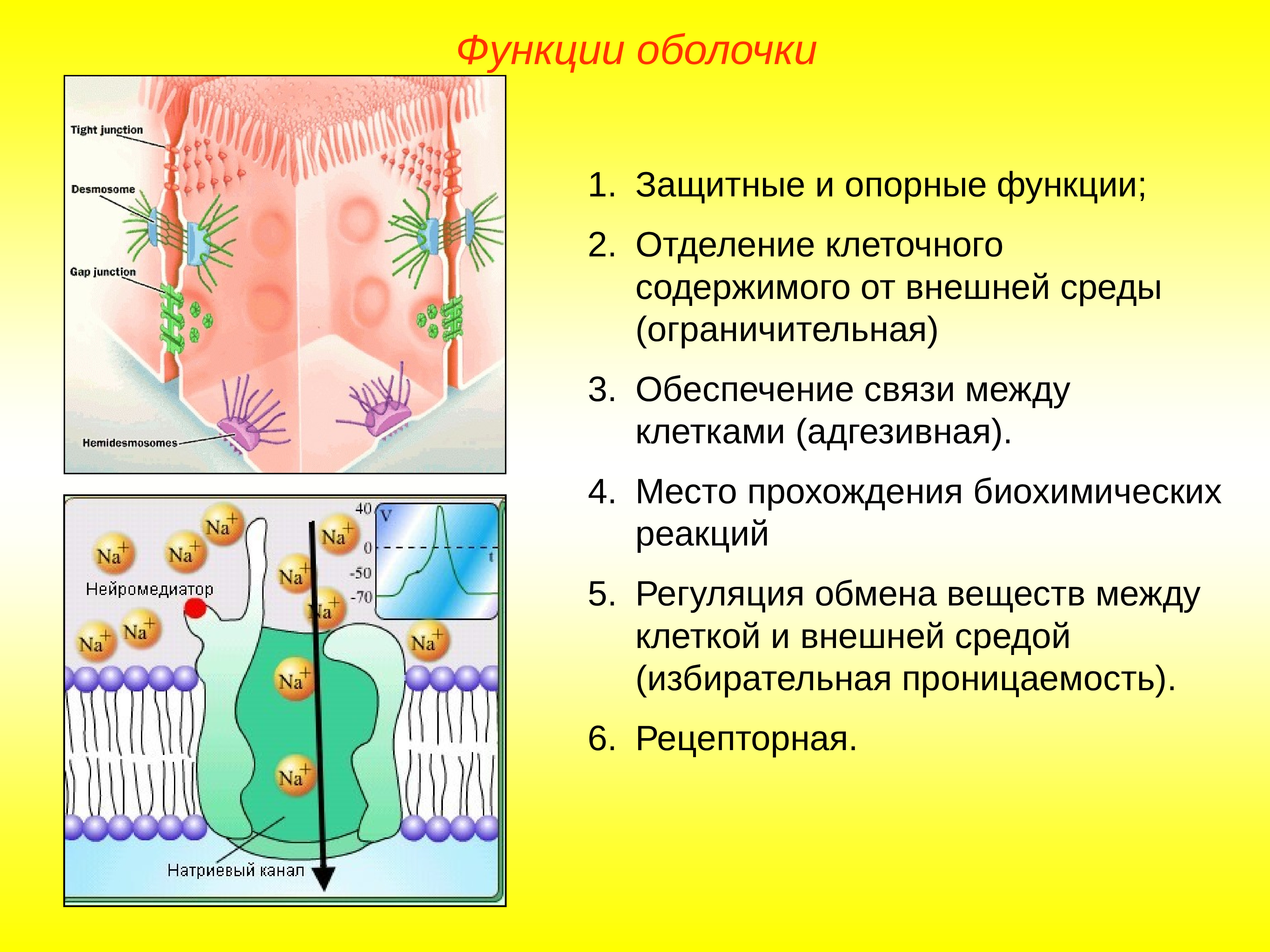 Особенности и функции оболочки. Оболочка клетки структура и функции. Строения и функции растительной клеточной оболочки. Оболочка клетки строение и функции.
