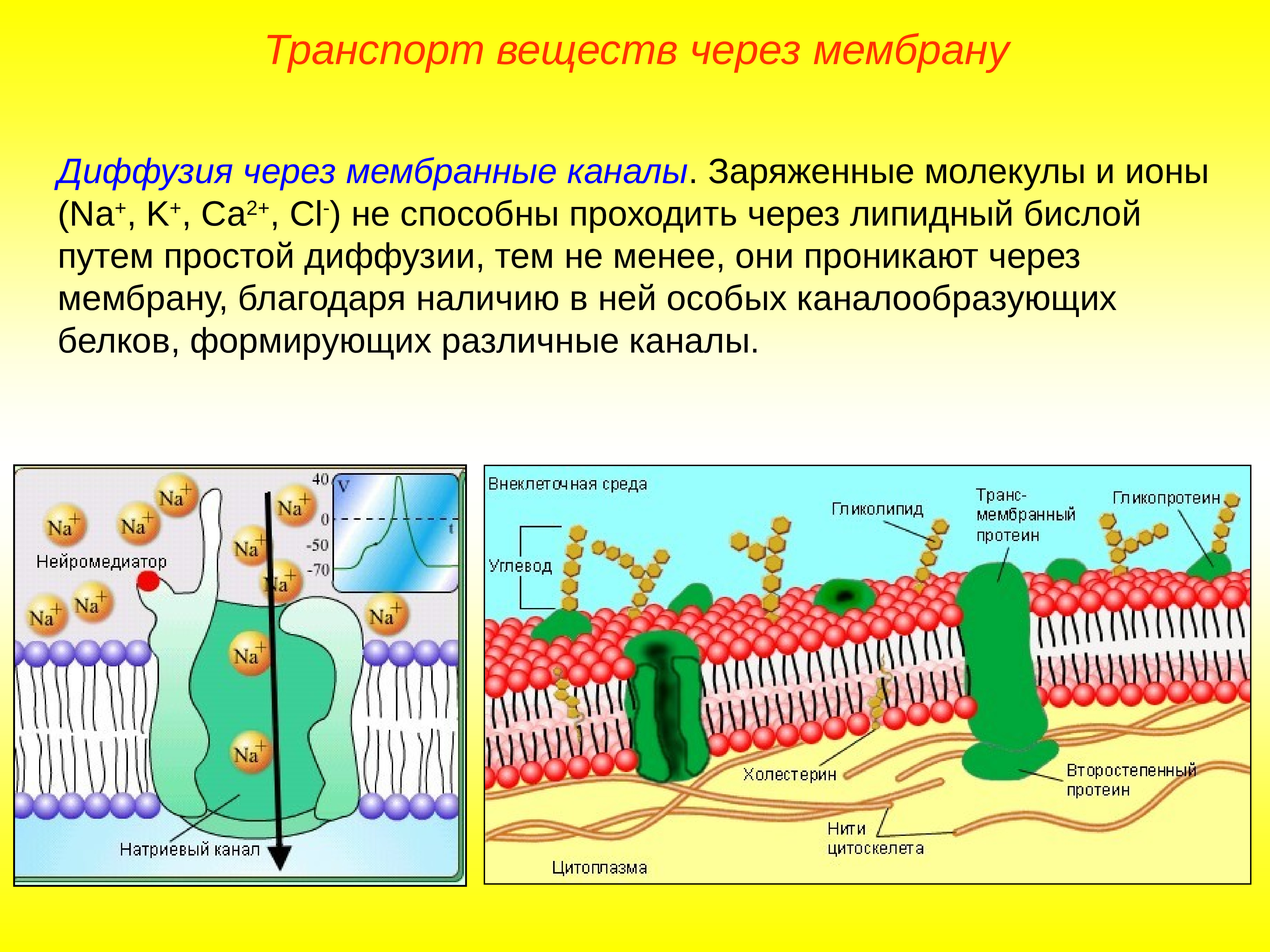 Диффузный путь. Липидный бислой мембраны. Клеточная мембрана транспорт веществ. Клеточная стенка бислой. Транспорт мембраны клетки.