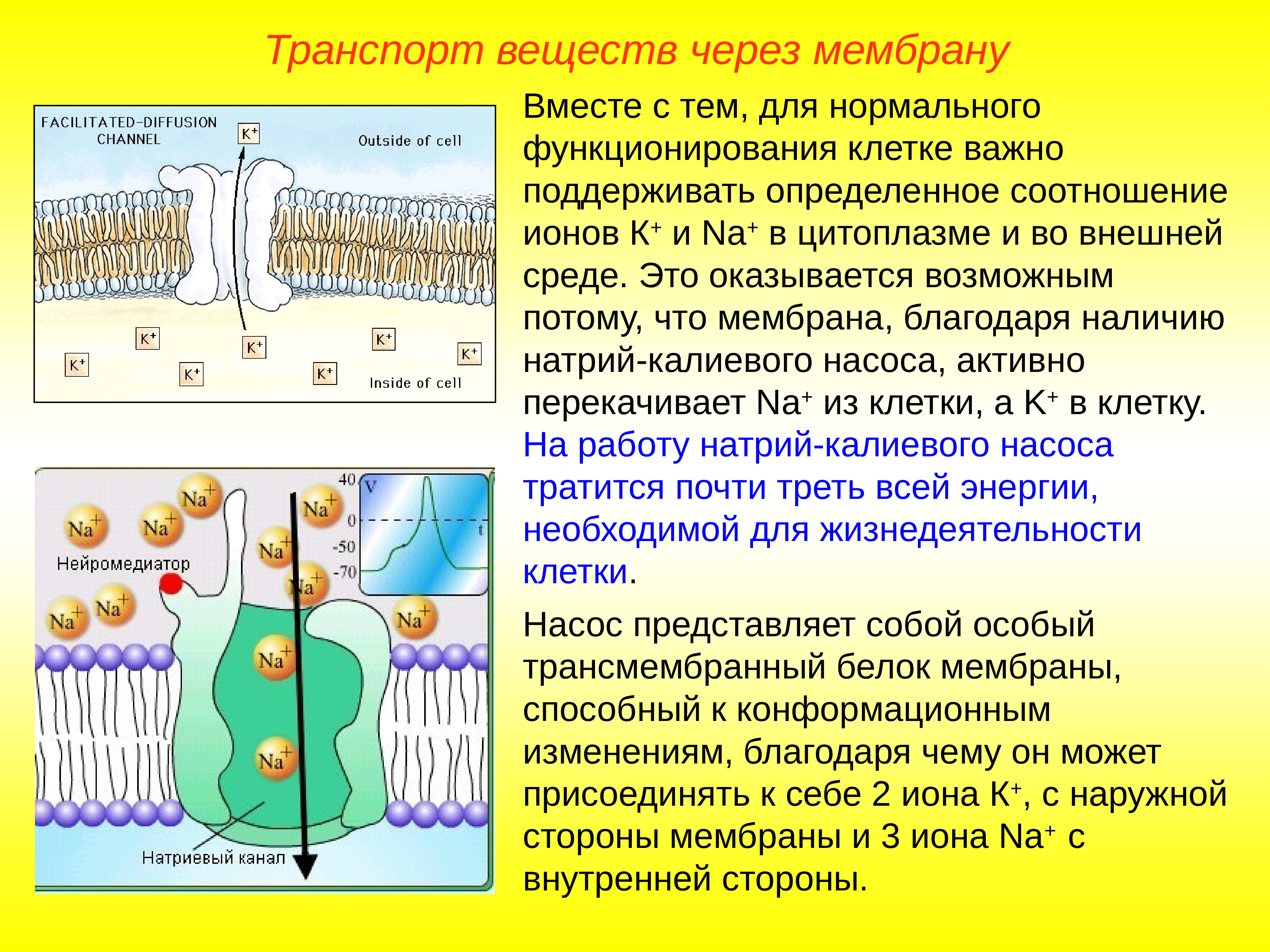 Благодаря изменению. Транспорт ионов натрия через мембрану. Активный транспорт через мембрану натрий калиевый насос. Транспорт веществ через мембрану клетки. Активный и пассивный транспорт веществ через мембрану клетки.