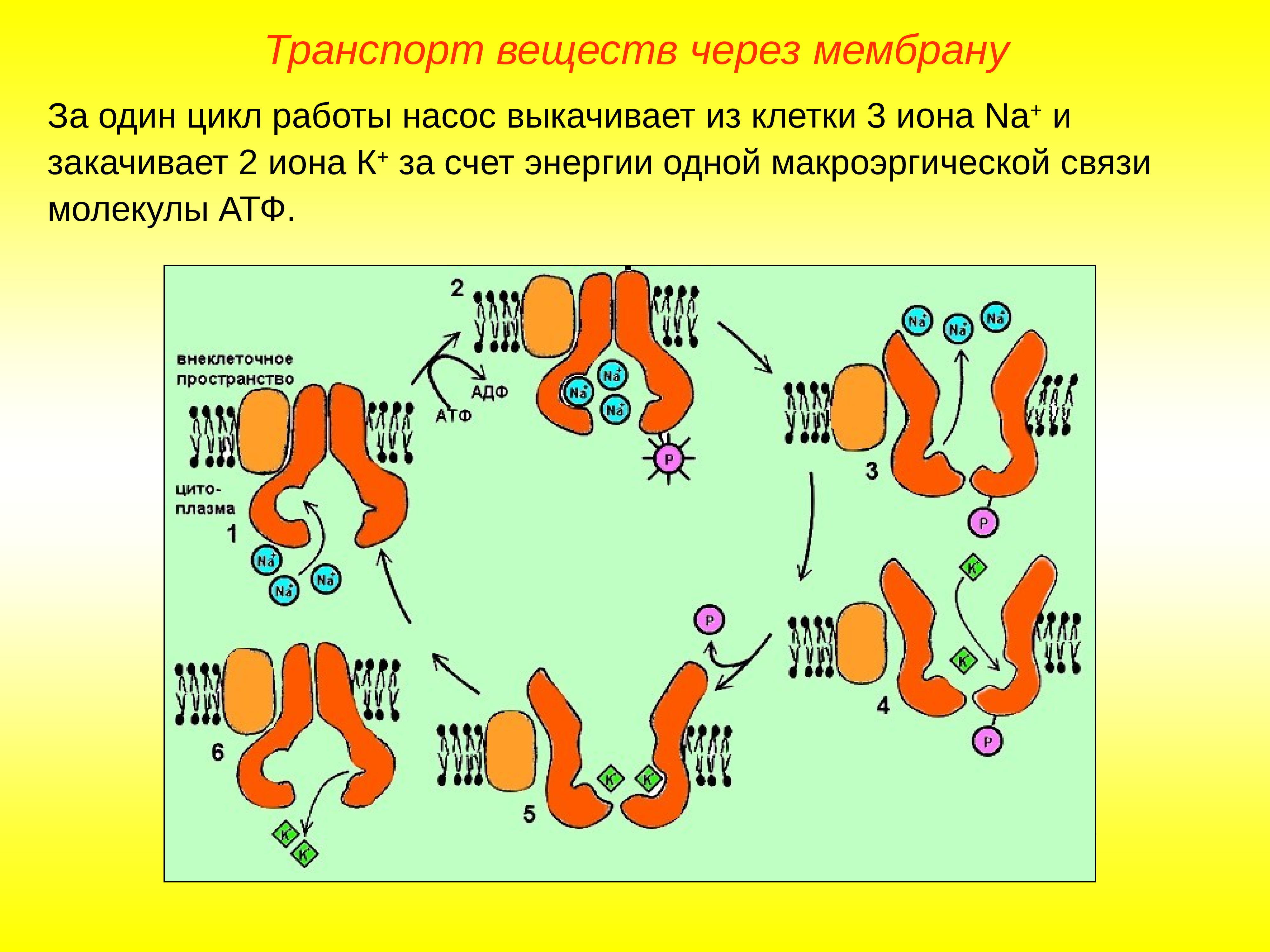 Транспорт мембраны клетки. Мембрана транспорт веществ через мембрану. Активного транспорта веществ через плазматическую мембрану клетки.. Клеточная мембрана транспорт веществ через мембрану. Типы транспорта веществ через клеточную мембрану.