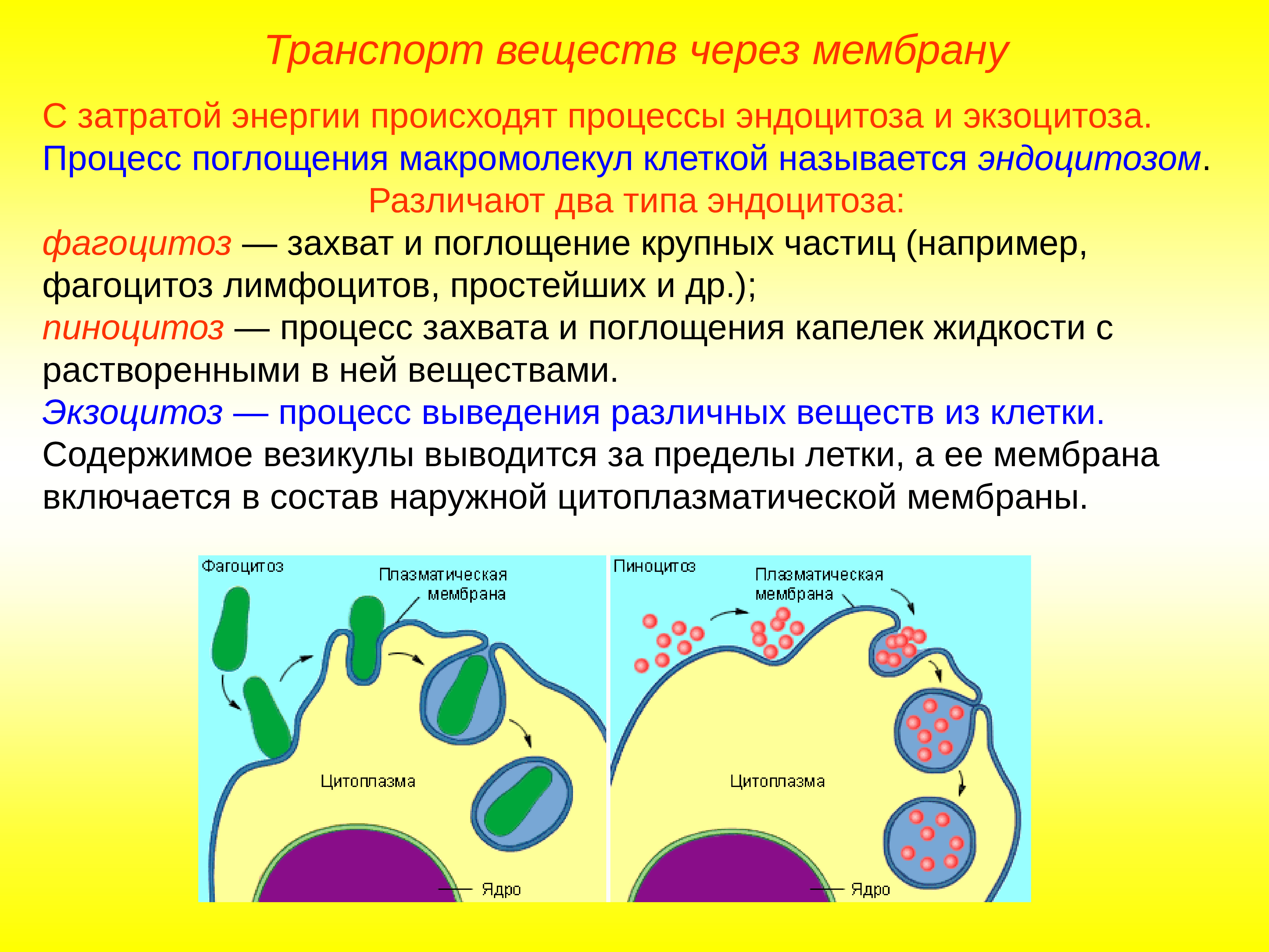 Фагоцитоз захват клеткой. Фагоцитоз пиноцитоз эндоцитоз экзоцитоз. Клеточная мембрана эндоцитоз. Экзоцитоз и эндоцитоз плазматическую мембрану. Плазматическая мембрана эндоцитоз.