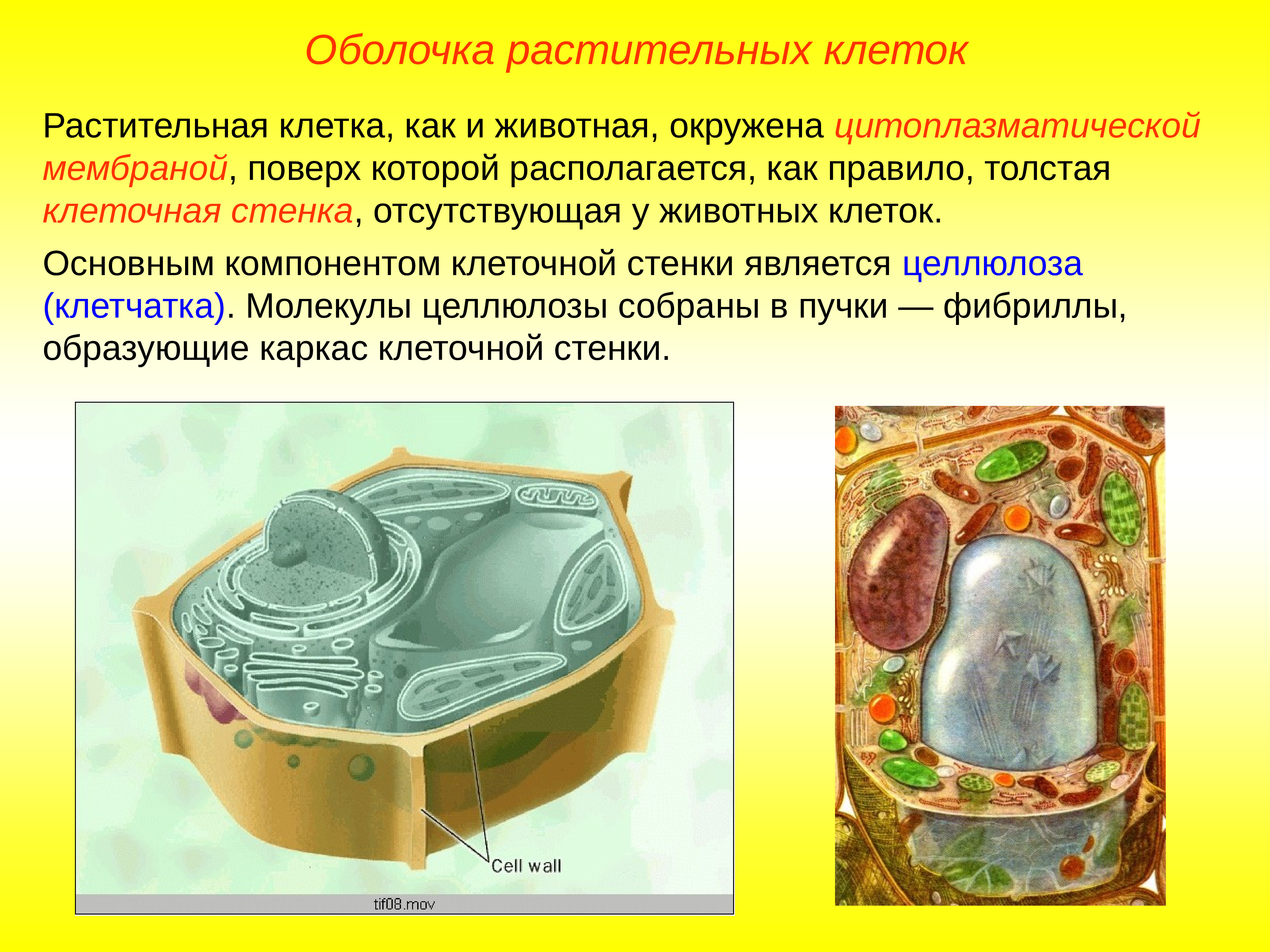 Стенка растительной клетки содержит. Строение растительной клетки: оболочка строение. Оболочка растительной клетки состоит. Строение клеточкой оболочки растительной клетки. Строение мембраны растительной клетки.