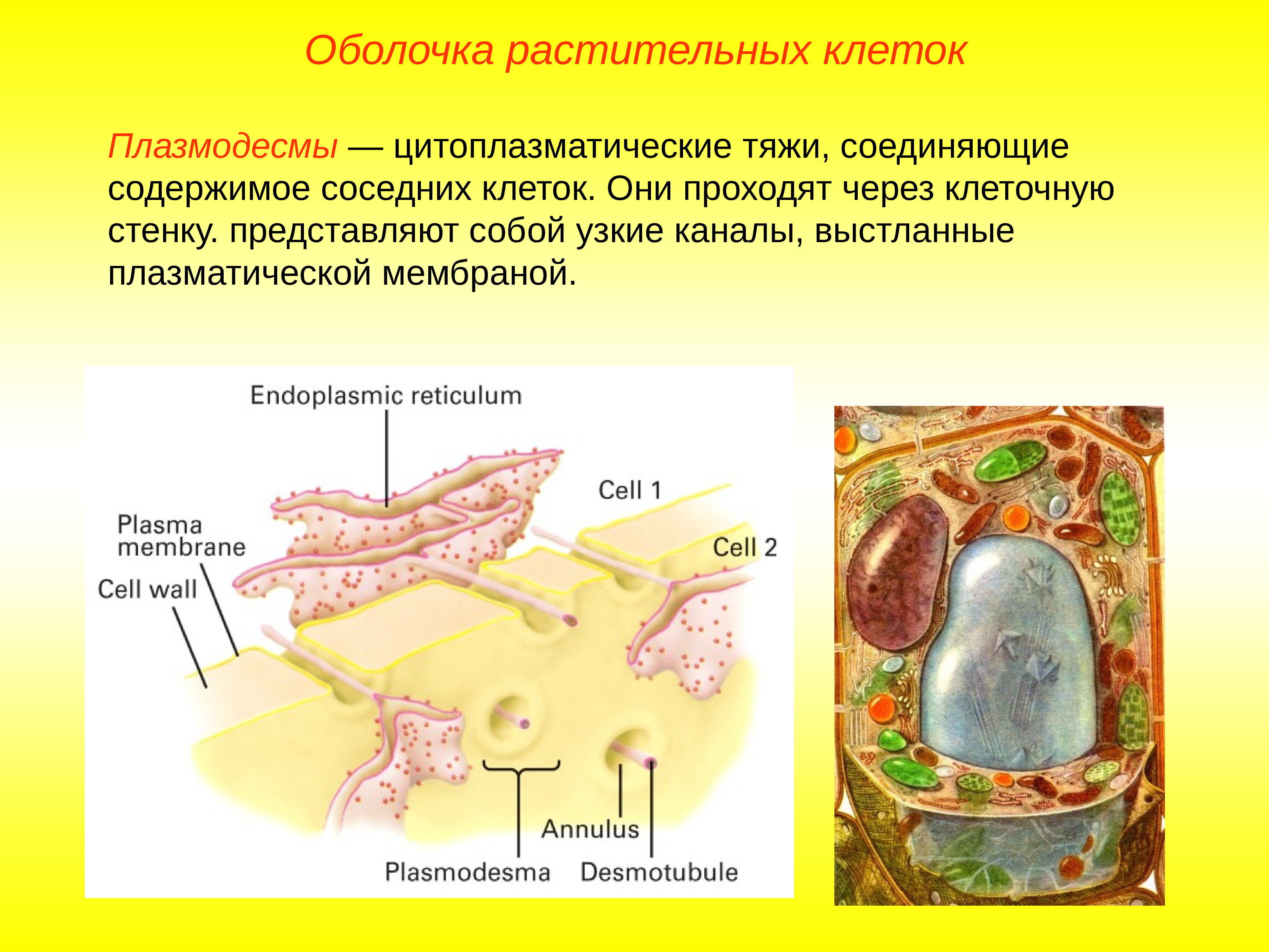 Клеточная мембрана растительной клетки