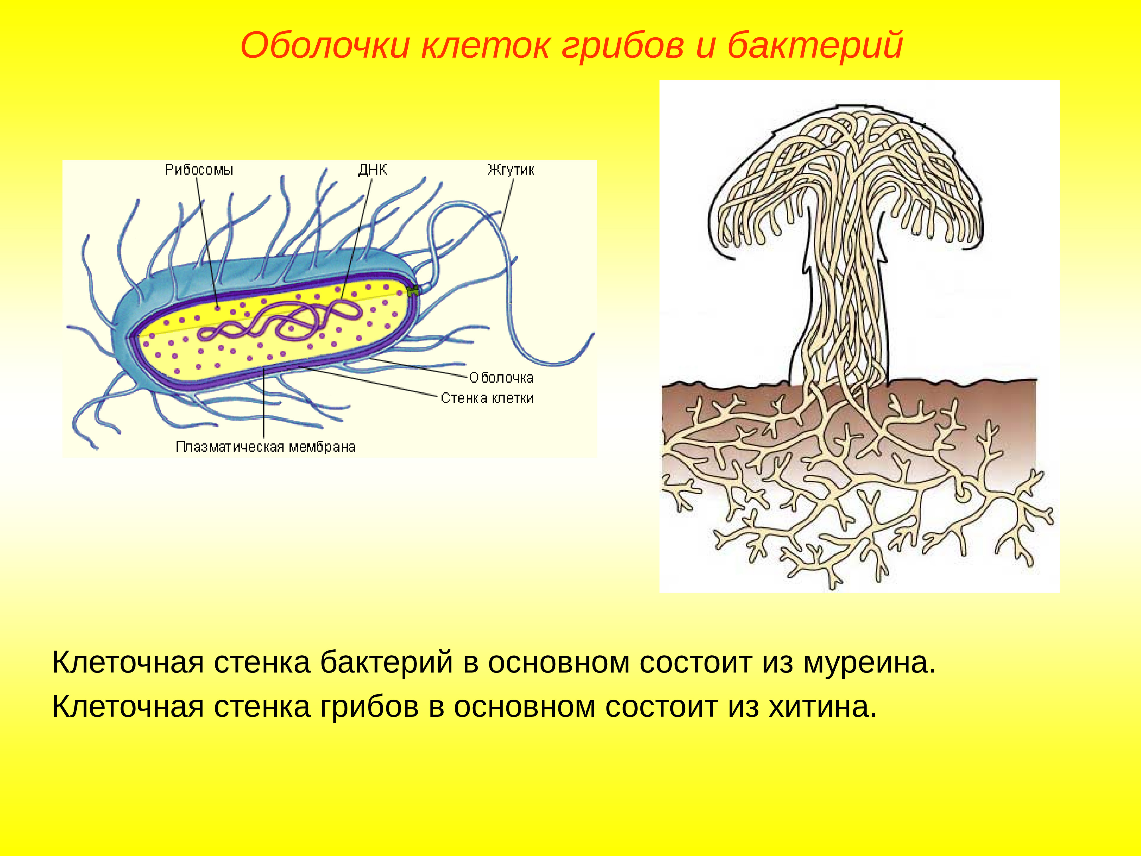Мембрана клетки гриба