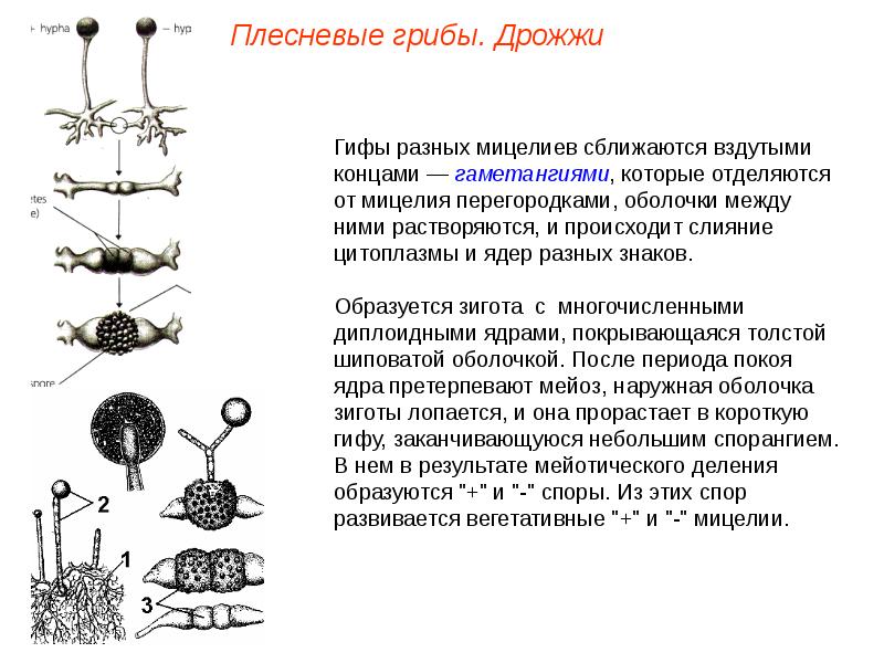 Гифы мицелия. Мицелий плесневых грибов. Плесневые грибы гифы. Строение гифы плесневых грибов. Гифы мицелия плесневых грибов.