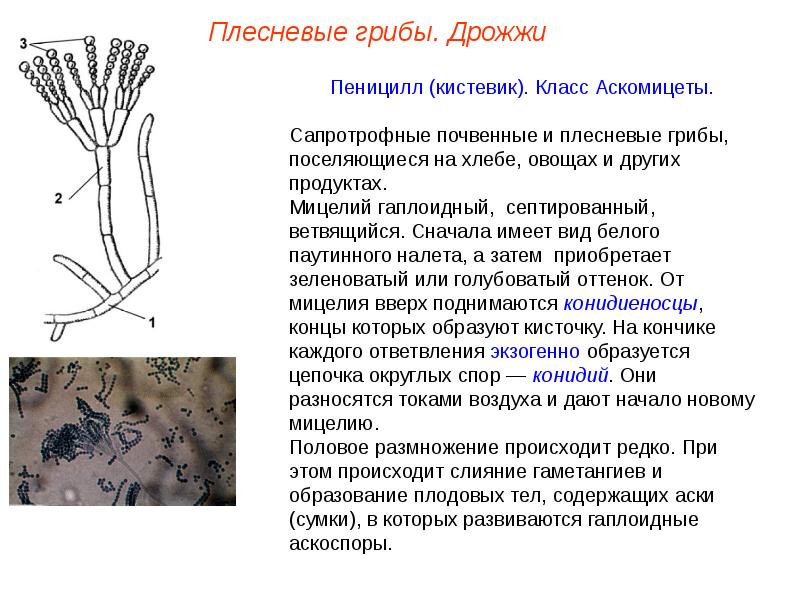 Грибы плесневые дрожжи схема