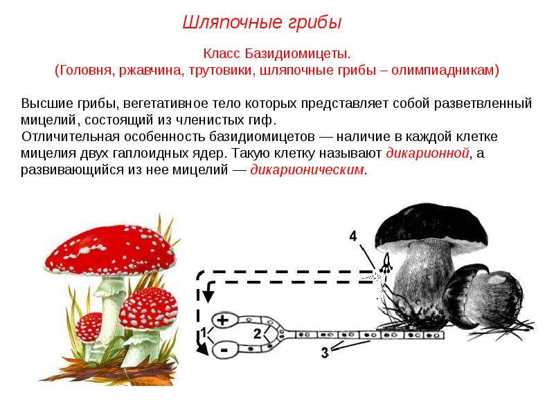 Презентация высшие грибы