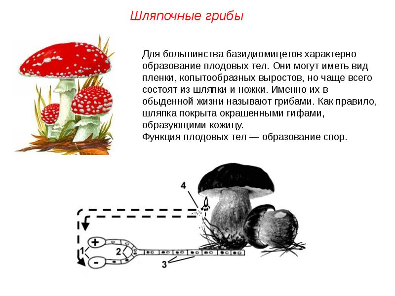 Могут формировать плодовые тела грибы или растения. Плодовое тело шляпочного гриба образовано. Царство Шляпочные грибы. Шляпочные грибы базидиомицеты. Плодовое тело базидиомицетов.