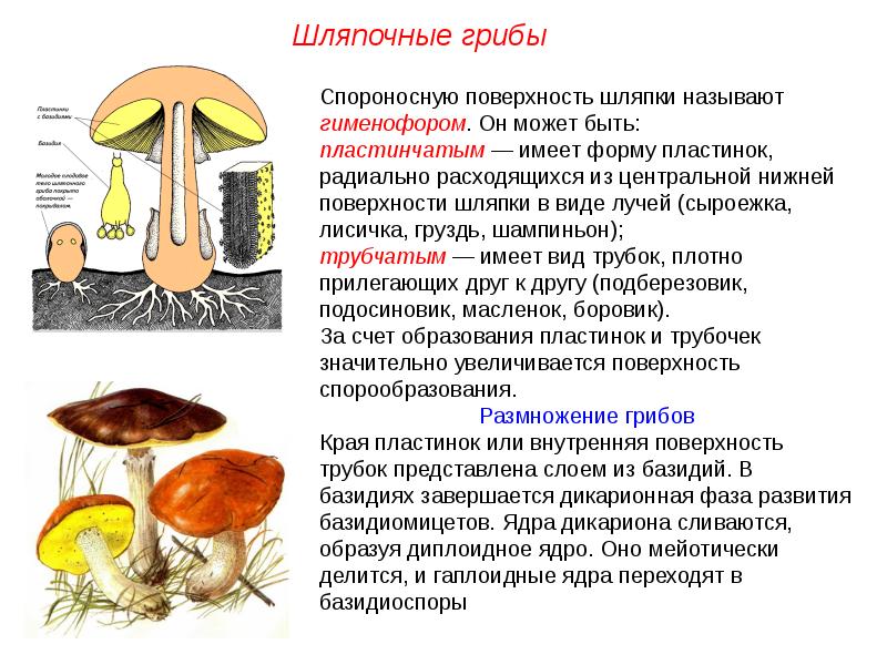 Какие признаки гриба. Шляпочный гриб шляпочный гриб. Царство грибы Шляпочные грибы. Царство грибов Шляпочные. Шляпочные грибы высшие грибы.