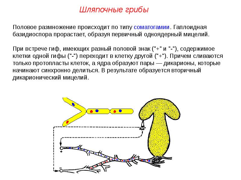 Размножение шляпочных грибов схема 5 класс биология