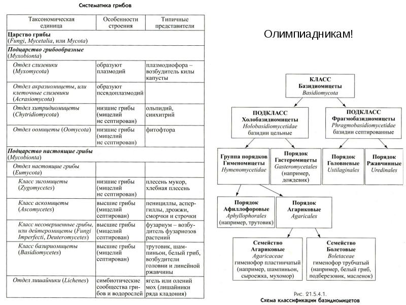 Схема группы грибов с примерами