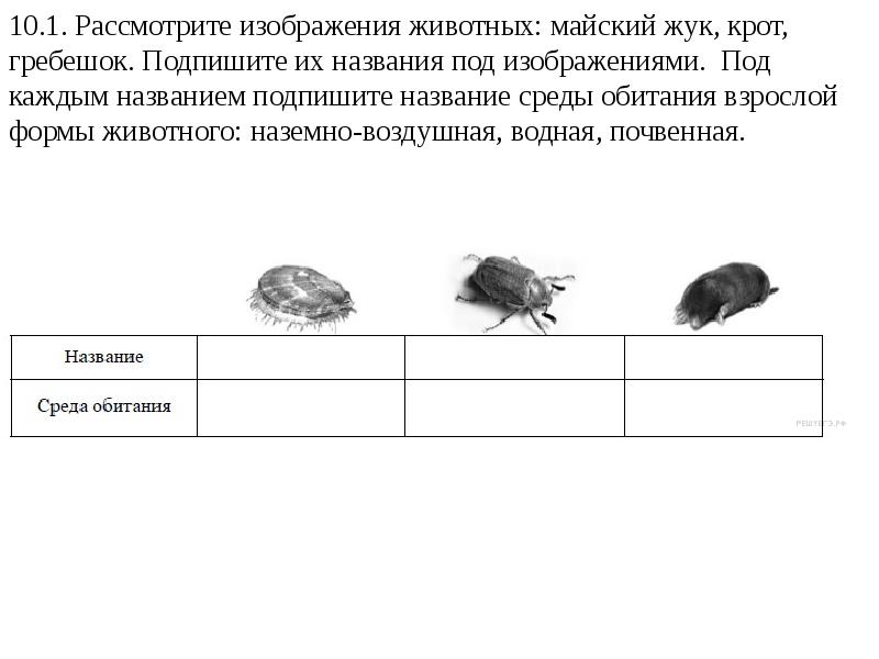 Рассмотрите фотографию кошки серо белого окраса выберите