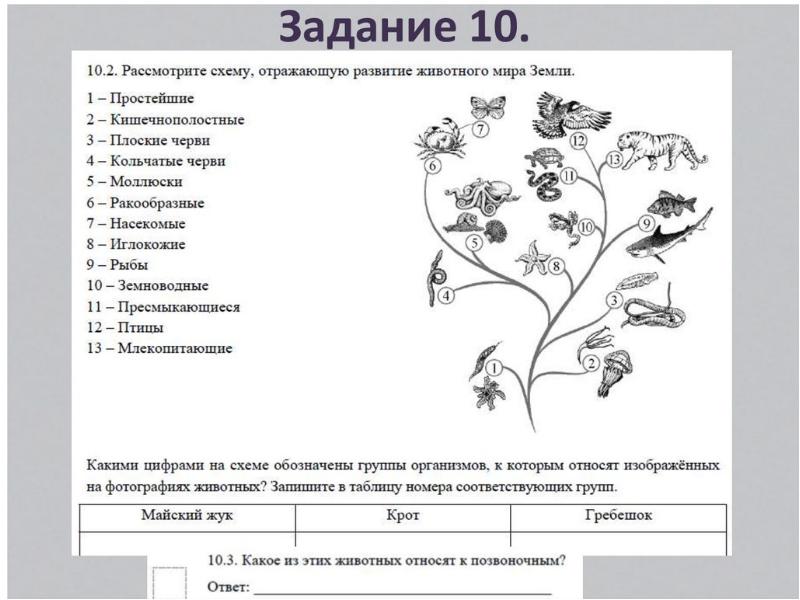 Рассмотрите схему развития растительного мира земли