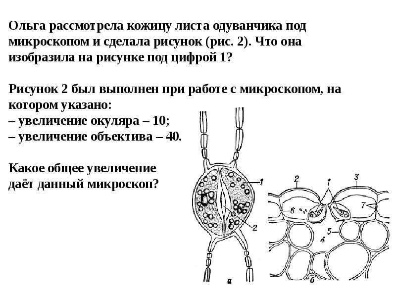 Рассмотри рисунок кожицы листа одуванчика под микроскопом что изображено под цифрой 3