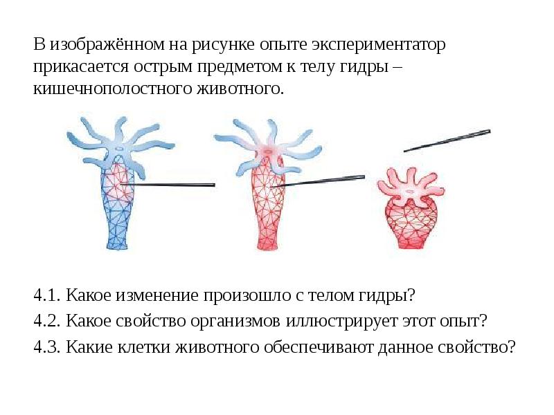 Как называют процесс в ходе которого возник наблюдаемый результат в изображенном на рисунке опыте