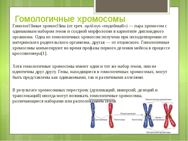 Хромосома отца. Гомологические хромосомы это в биологии. Гомологичные субметацентрические хромосомы. Гомологичные хромосомы строение и функции. Гомологичные хромосомы это в биологии 9 класс.