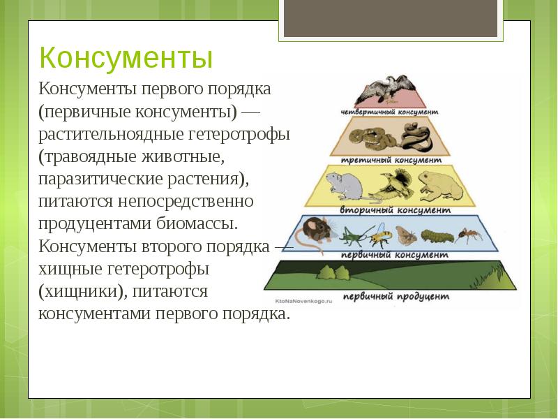 Выберите правильные ответы консументы первого порядка