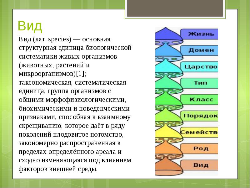 Основная структурная единица систематики живых организмов