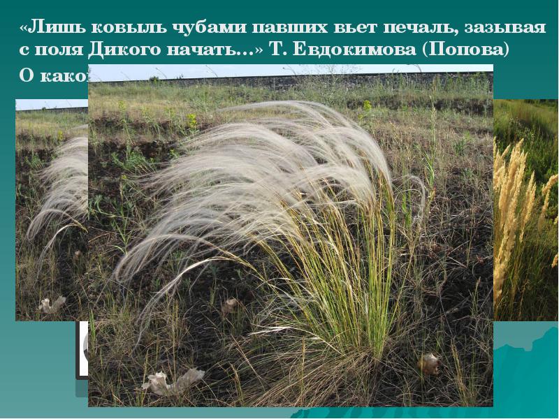 Природной зоне растет ковыль. Ковыль ареал. Ковыль Крылова. Ковыль эдификатор. Ковыль ареал произрастания.