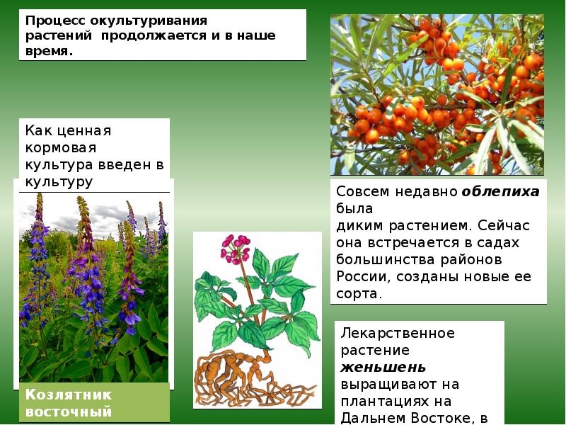 Презентация по культурным растениям