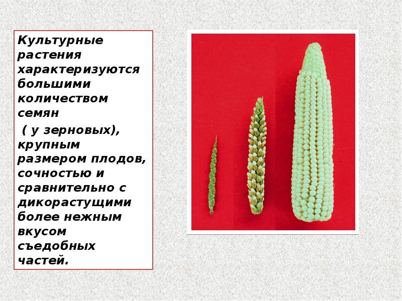 Презентация сообщение о происхождении культурных растений