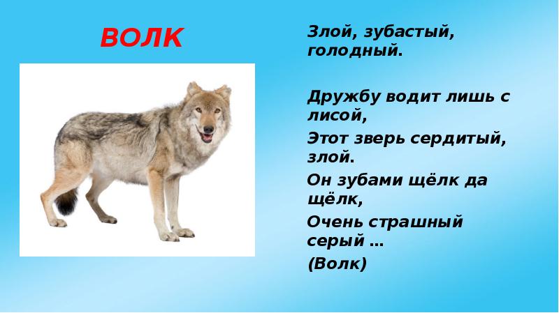 вопросы про волка