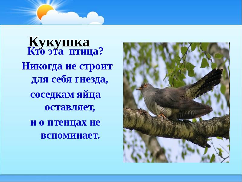 Презентация кукушка 1 класс