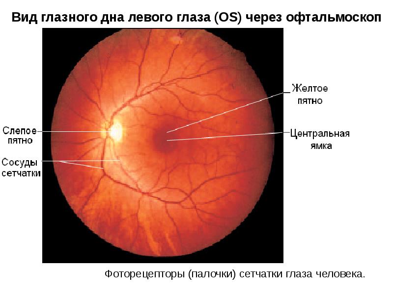 Слепое пятно глаза рисунок