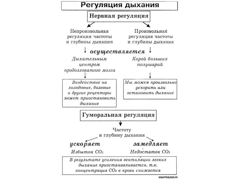 Презентация на тему регуляция дыхания