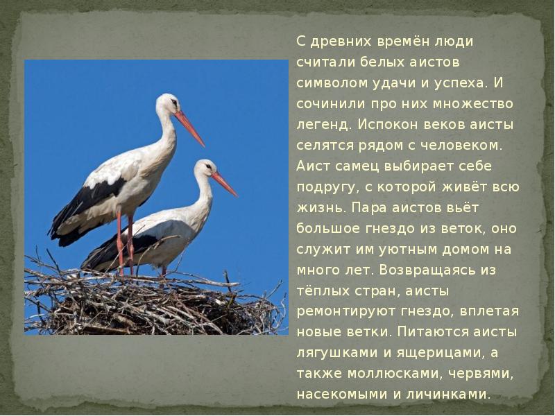 План текста аист у многих народов считается. Аист краткое сообщение. Аист зимующая птица. Белый Аист краткое сообщение. Аист Перелетная птица.