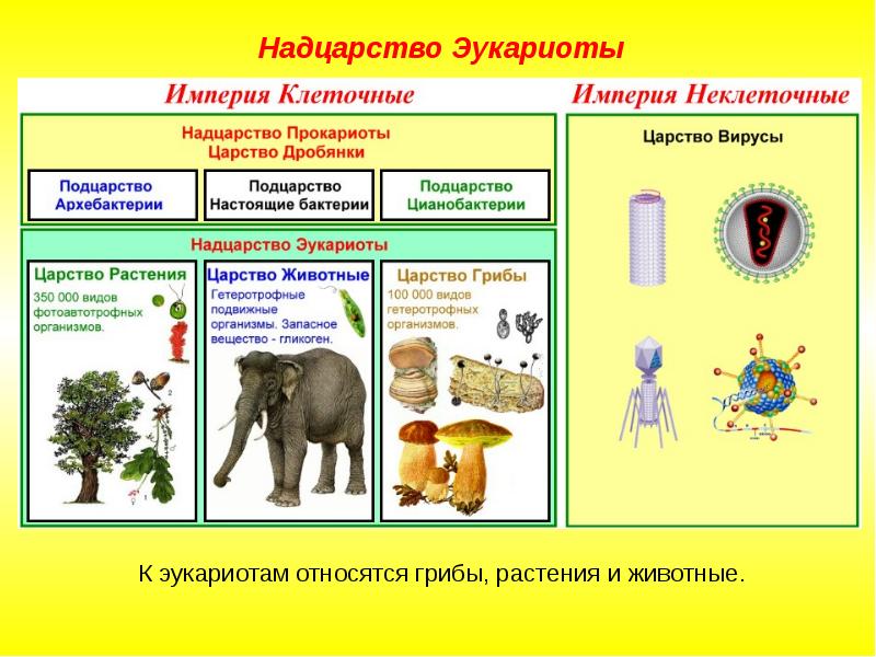 Проект на тему генномодифицированные организмы