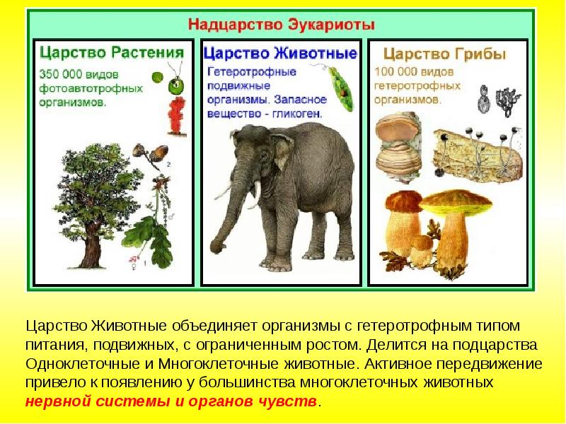 Презентация примеры эволюционных преобразований живых организмов презентация 9 класс