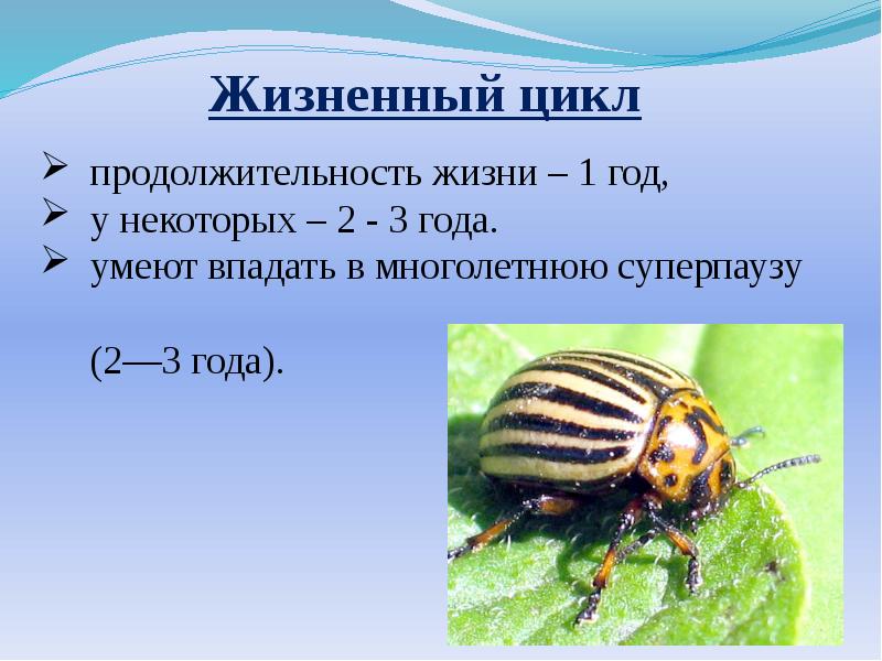 Какой тип развития характерен для колорадского жука изображенного на рисунке 1