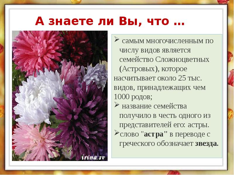 Характеристика сложноцветных растений. Георгины астры хризантемы декоративные Сложноцветные растения. Семейство Сложноцветные интересные факты. Презентация на тему Сложноцветные. Плоды сложноцветных 6 класс.