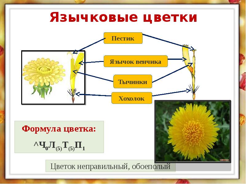 Язычковые цветки сложноцветных