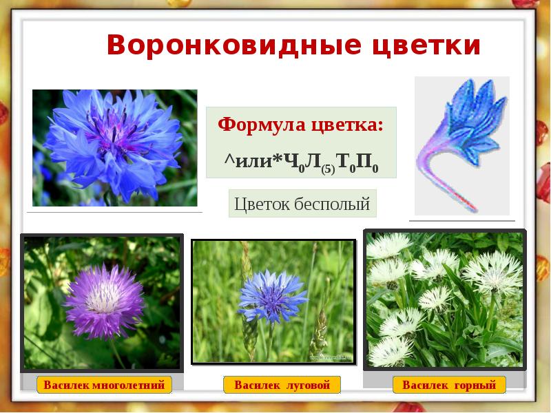 формула воронковидного цветка. формула сложноцветных астровых растений. схема семейства сложноцветных растений. формула воронковидного цветка. сложноцветные воронковидные.