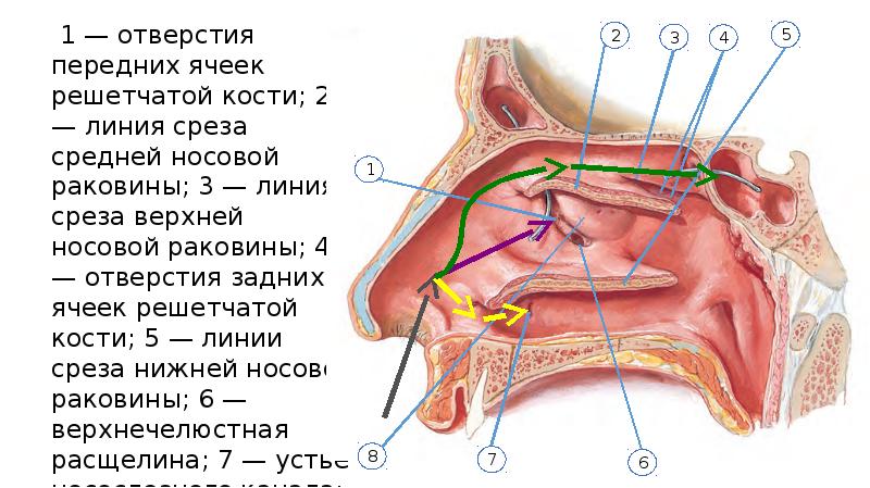 Строение носоглотки человека фото с описанием в разрезе с пазухами носа