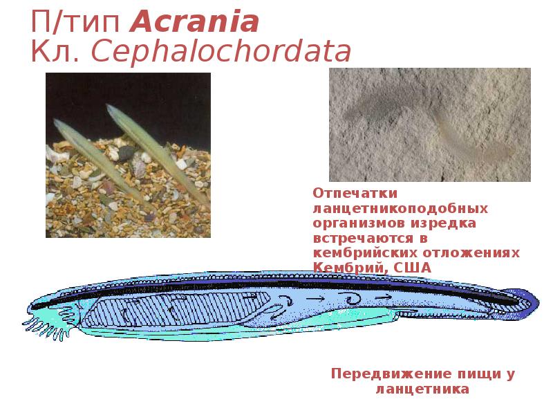 П/тип Acrania Кл. Cephalochordata П/тип Acrania Кл. Cephalochordata