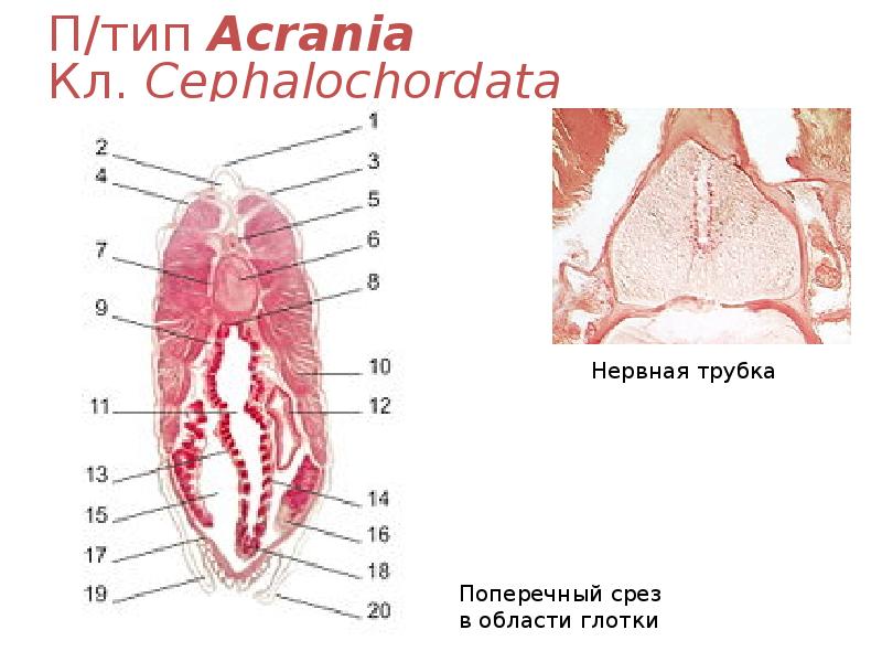 П/тип Acrania Кл. Cephalochordata П/тип Acrania Кл. Cephalochordata