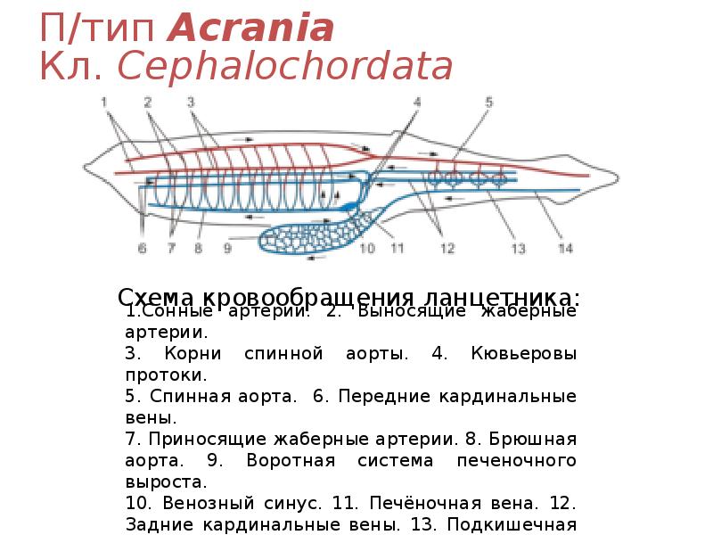 П/тип Acrania Кл. Cephalochordata П/тип Acrania Кл. Cephalochordata