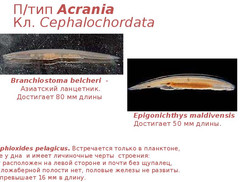 П/тип Acrania Кл. Cephalochordata П/тип Acrania Кл. Cephalochordata