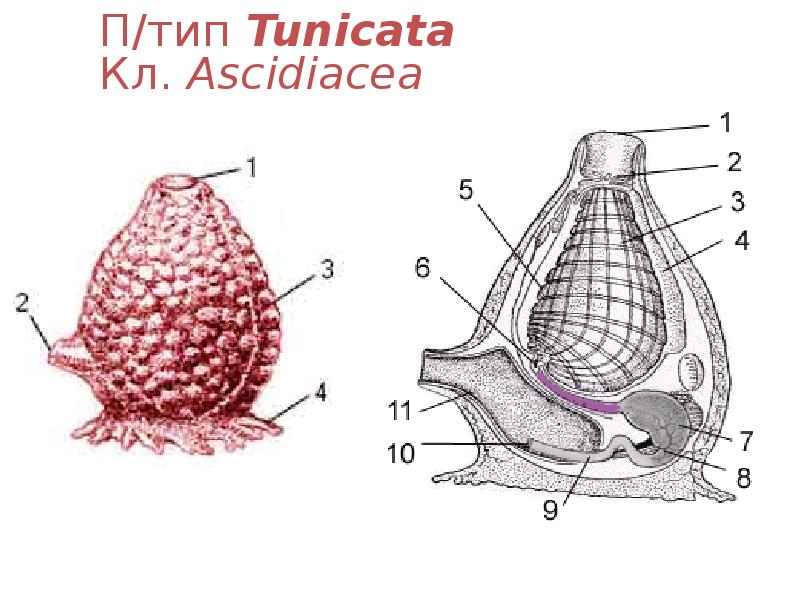 П/тип Tunicata Кл. Ascidiacea П/тип Tunicata Кл. Ascidiacea